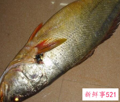 世界上最耐寒的鱼