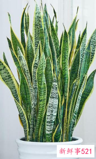 7种象征吉祥好运的花