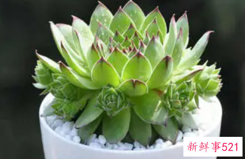 多肉植物多久浇一次水