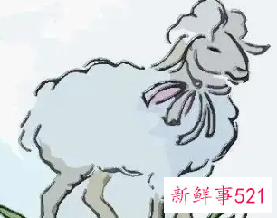 属羊命几月最苦