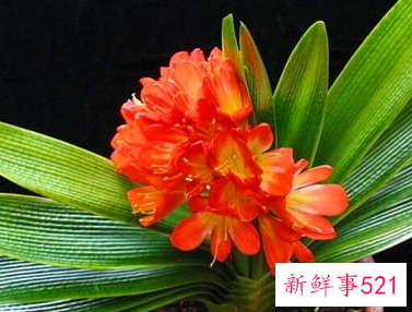 客厅寓意好的植物