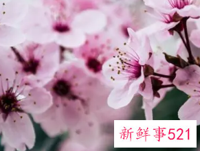 梦见桃花是意味着什么