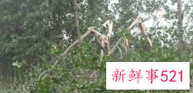 梦见大风是什么征兆