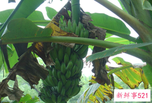 梦见香蕉树有什么预兆