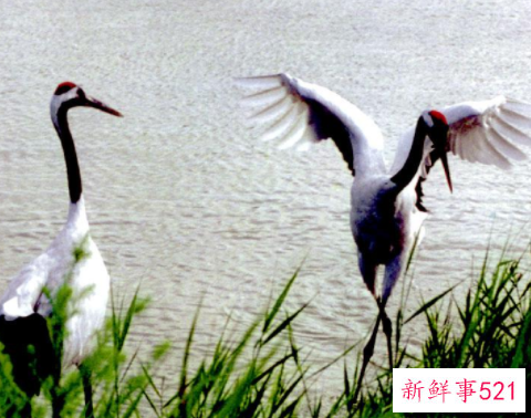 梦见孕妇梦见仙鹤有什么征兆