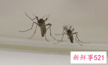 家里小蚊子很多怎么消灭