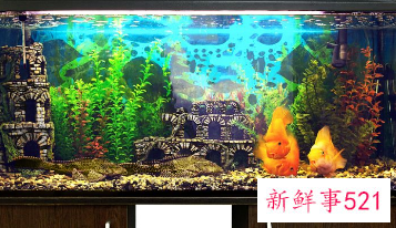 客厅鱼缸摆放西北方向