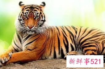 最命苦的虎几月出生