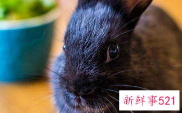 99年属兔的是什么命运