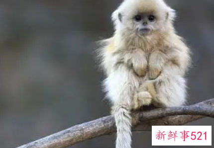 喜欢身体出轨的生肖女