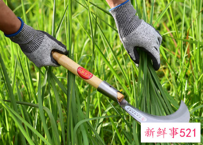 梦见镰刀砍人是什么意思