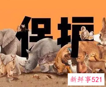 保护野生动物的活动主题