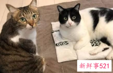 养宠物猫有什么好处