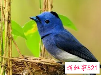 梦见受伤的鸟是什么意思