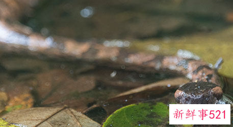 属蛇女运势及运程