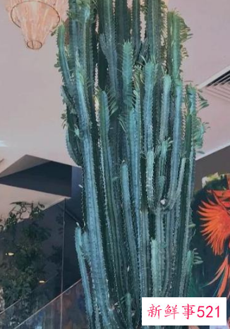 7种象征吉祥好运的花