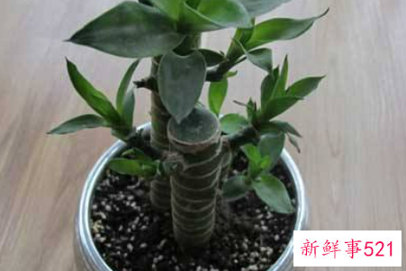 富贵竹如何一根变两根