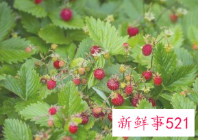 草莓叶子有什么功效和作用