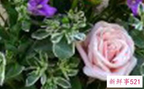 玫瑰精油护肤的作用