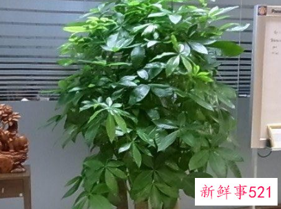 7种象征吉祥好运的花