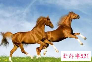 哪个生肖最爱属马女