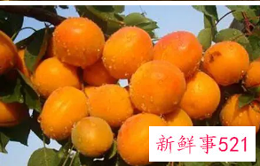 杏子的功效与作用