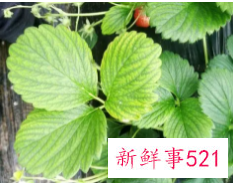 草莓叶子有什么功效和作用