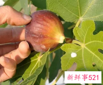 无花果树枝煮水的功效与药用价值