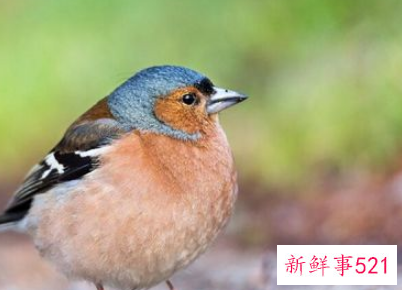 梦见受伤的鸟是什么意思