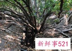 英国男子家中树因越界被邻居锯掉一半