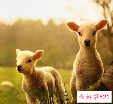 生肖羊养什么动物好