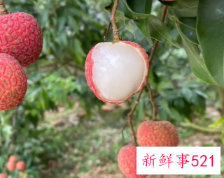 吃多了荔枝会上火吗