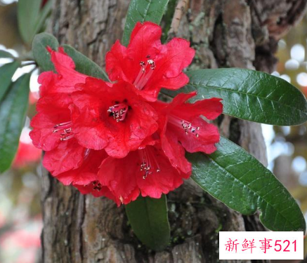 关于马缨杜鹃花