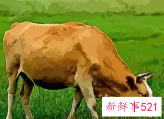 属牛人一生佩戴什么好