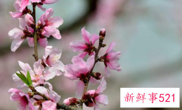 桃花相关的诗句