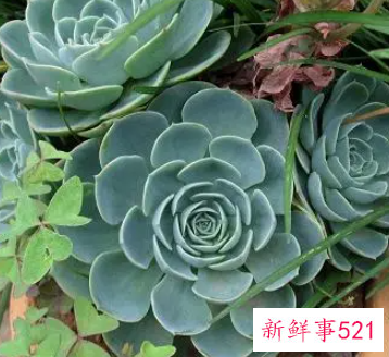 盘点开花后就死亡的六种多肉植物