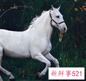 梦见驴骡马是什么寓意