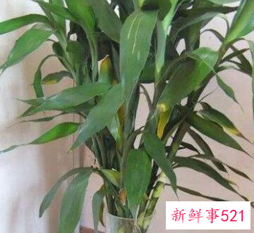 财位上放什么东西最旺财