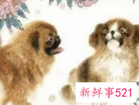 最吸引属狗男的生肖女配对