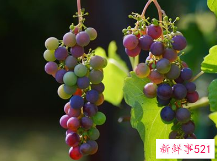 梦见摘葡萄什么征兆