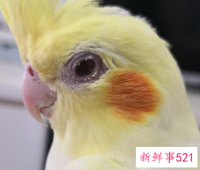 排名前20有灵性的宠物