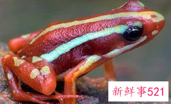 世界上最毒的生物