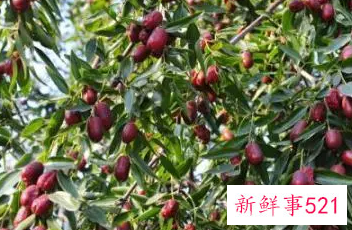 女人梦见树上的枣子