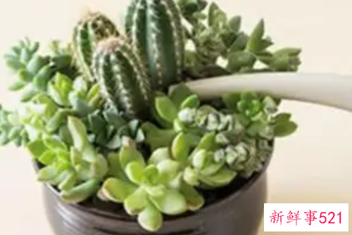 多肉植物多久浇一次水