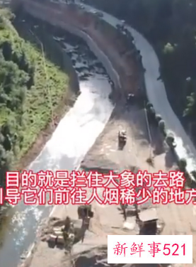 象群最新现身云南省玉溪市附近