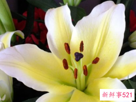 长期吃百合有什么副作用