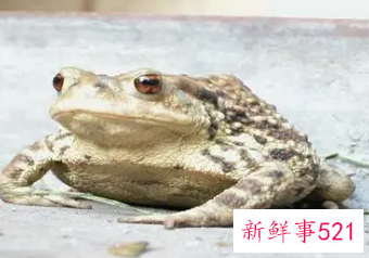 梦见癞蛤蟆是什么意思