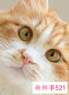 幼猫怎么确定猫认主人了