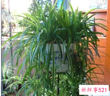 吊兰放客厅风水好吗