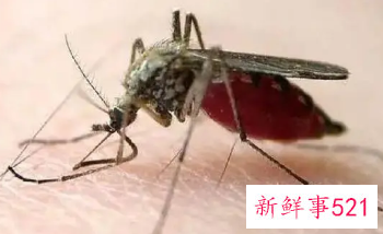 家里小蚊子很多怎么消灭